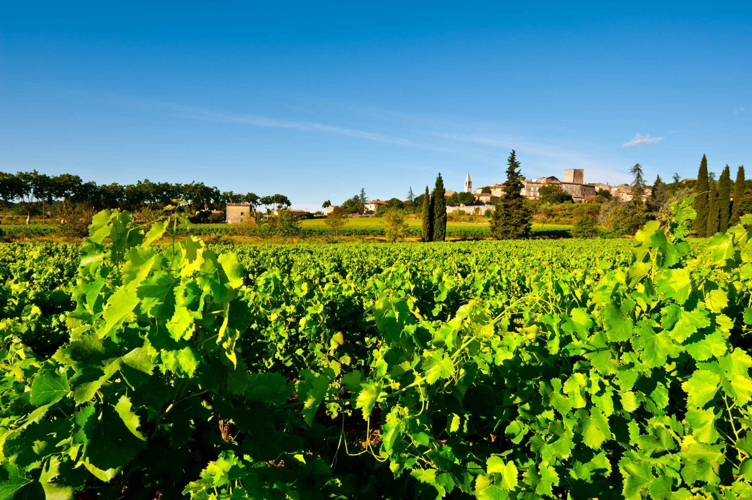 Vignoble Rhône_sh