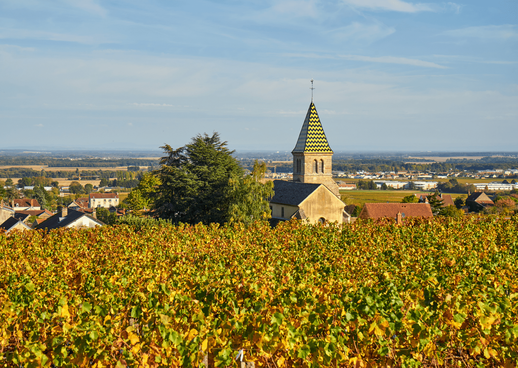 Vignes Bourgogne Beaune