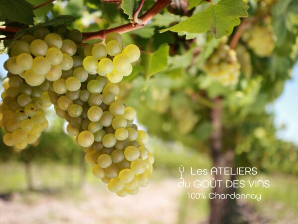#250514 Atelier Dégustation 100% Chardonnay - 14.05.2025